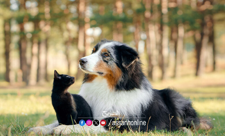chiens et chats