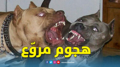 chiens pitbull Gabes