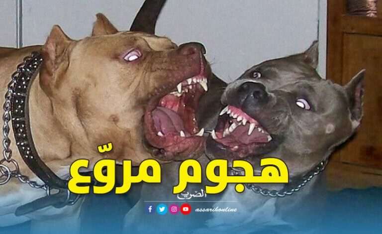 chiens pitbull Gabes