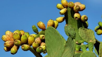 figues de barbarie 08072025