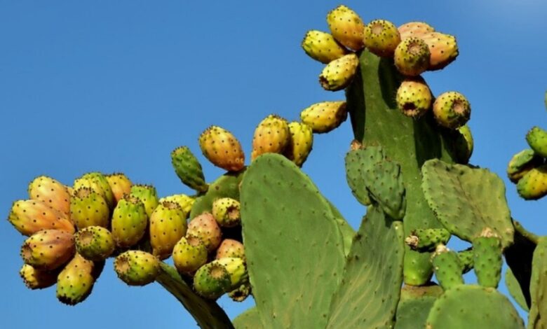 figues de barbarie 08072025