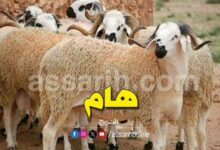 moutons