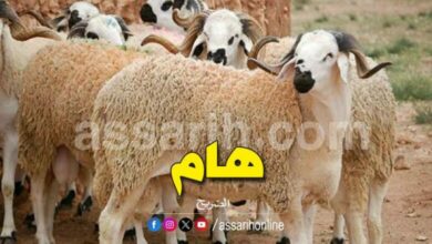 moutons