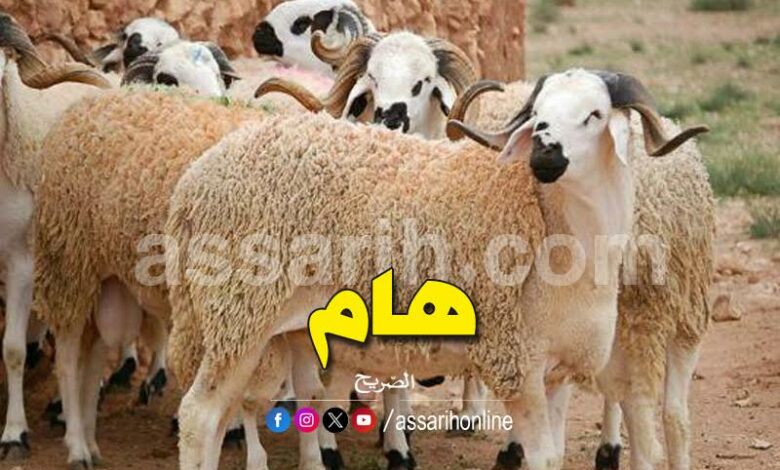 moutons