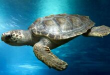 tortue-caouanne-nage-mer