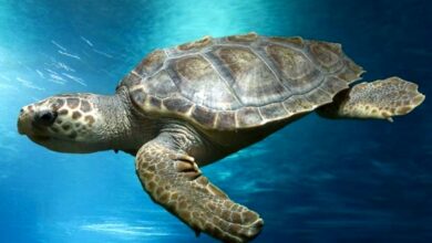 tortue-caouanne-nage-mer