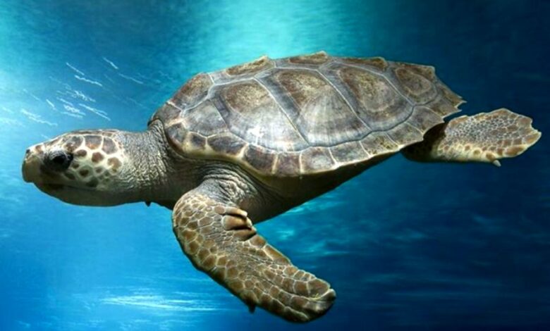 tortue-caouanne-nage-mer