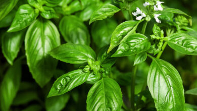 Basilic