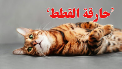 Chat