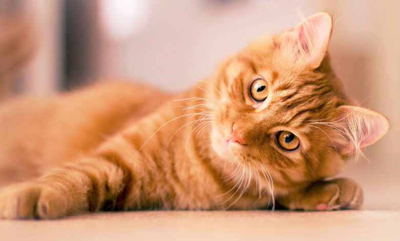 Chats