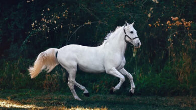 Cheval