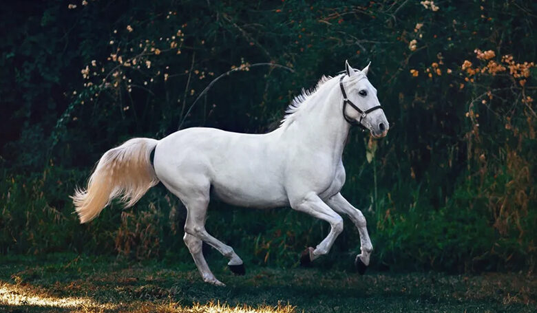 Cheval
