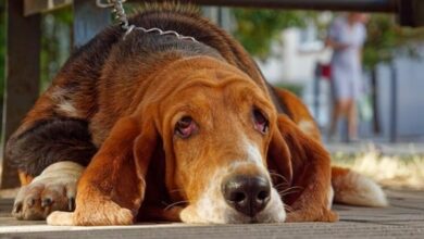 Chien-sousse-Agression