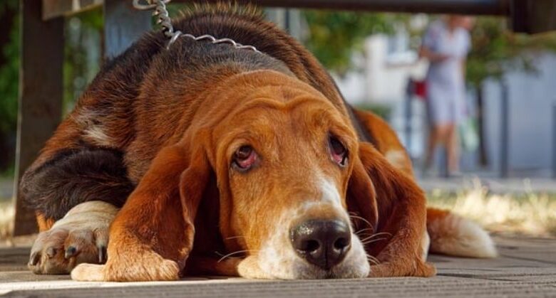 Chien-sousse-Agression