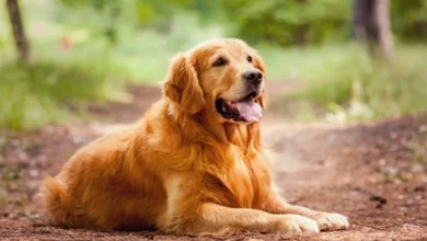 Chiens