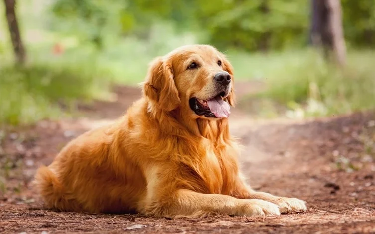 Chiens