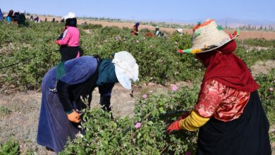 Femmes Agriculture