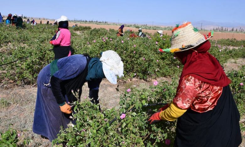 Femmes Agriculture