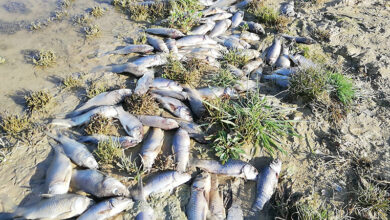 Le poisson tue
