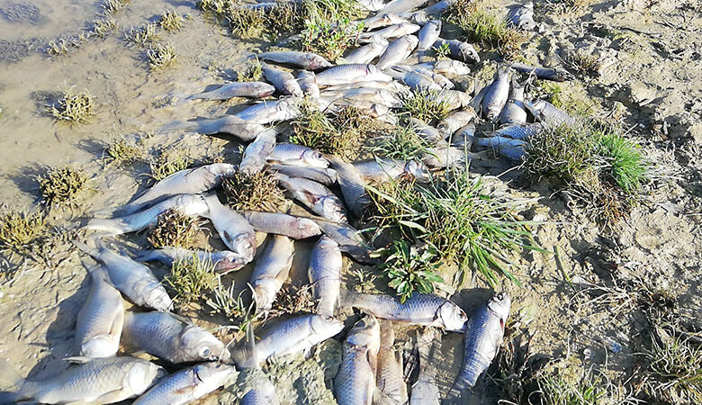 Le poisson tue