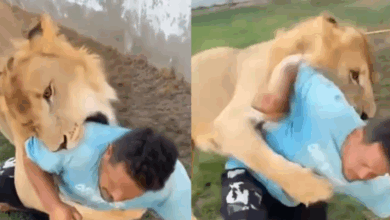 Lion Lybia