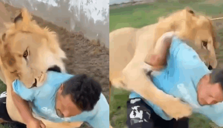 Lion Lybia