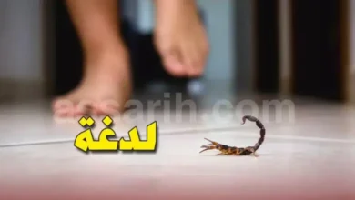 Piqure-de-scorpion-780x470