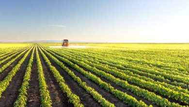 agriculture majeure