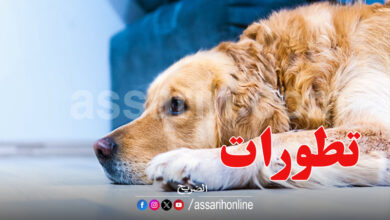 chien