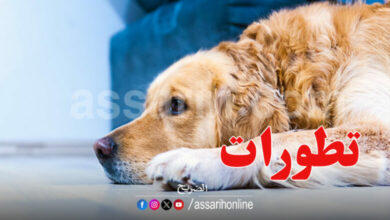 chien-780x470