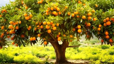 orangers 21092024