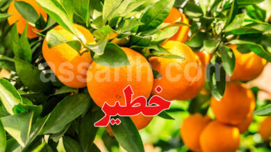 oranges