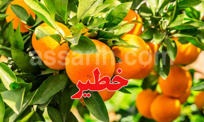 oranges
