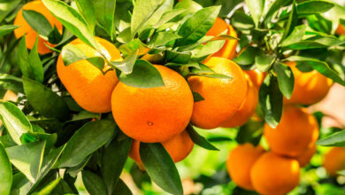 oranges