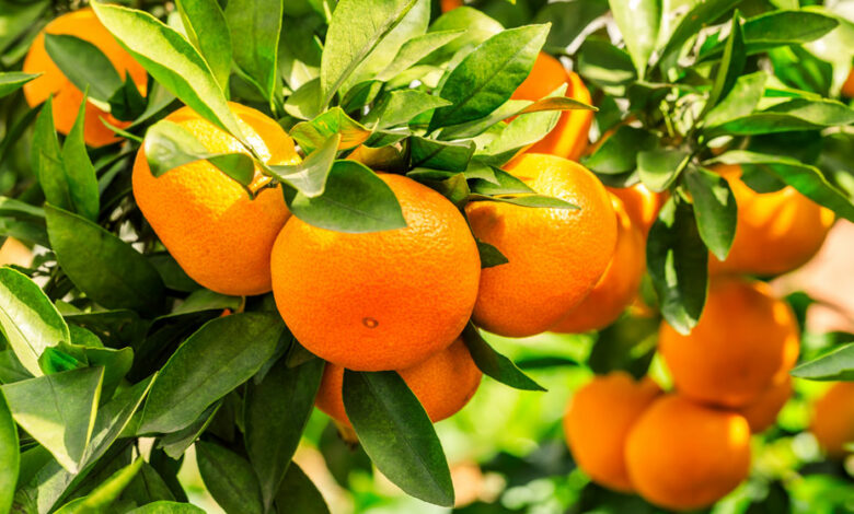 oranges