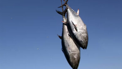 peche thon tunisie