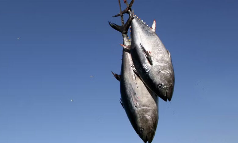 peche thon tunisie