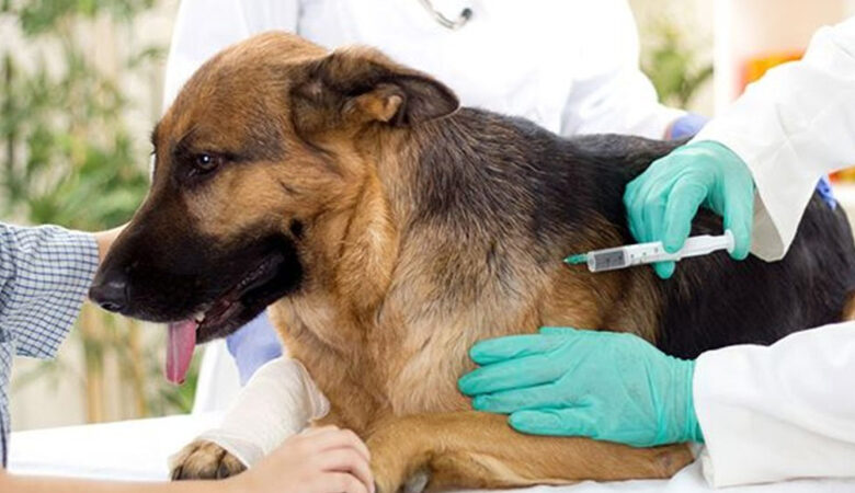 Campagne de vaccination contre la rage