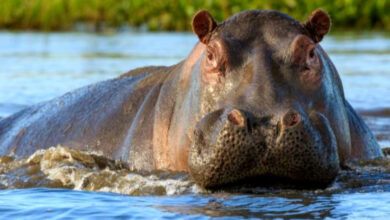 Hippopotame
