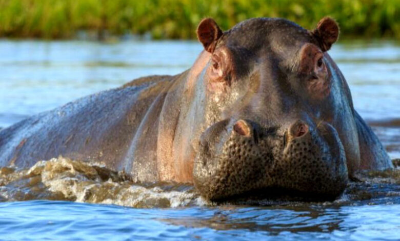 Hippopotame