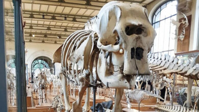 Muséum d'histoire naturelle de Paris