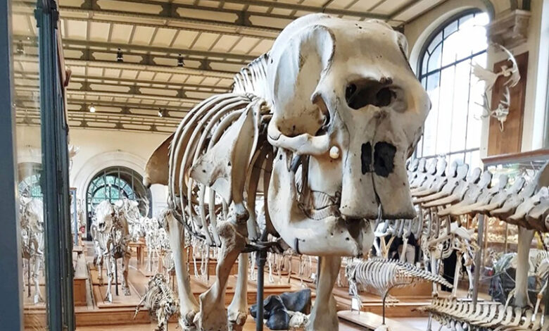 Muséum d'histoire naturelle de Paris