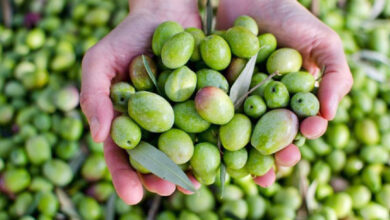 Olives