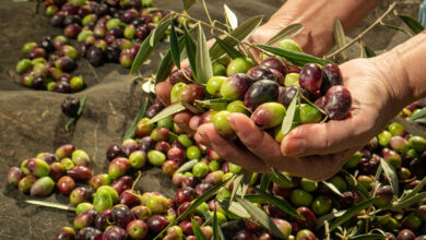 Olives