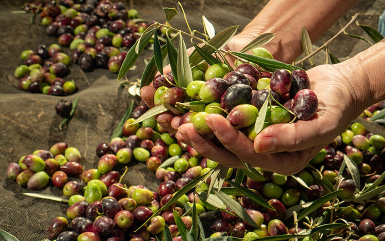 Olives