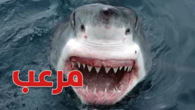 Requin