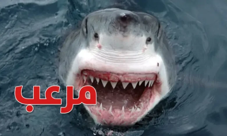 Requin