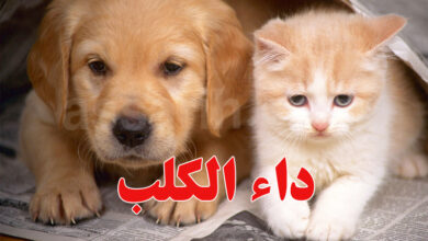 chien et chat