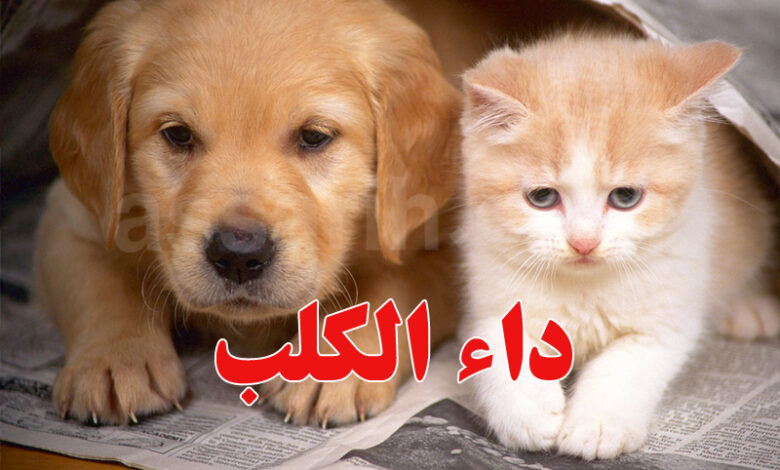 chien et chat