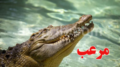crocodile
